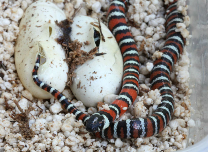 San Bernardino California Mountain King Snakes